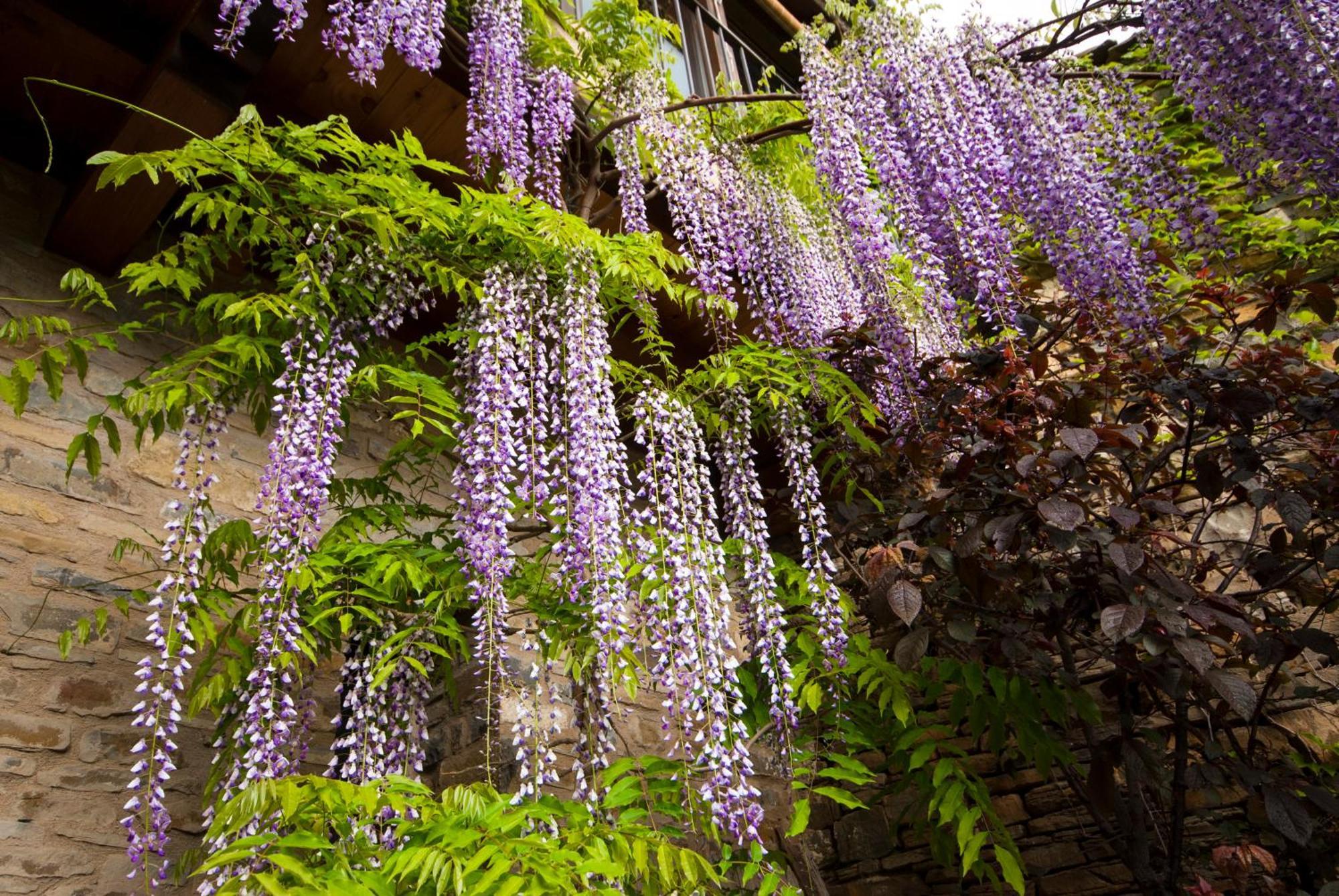 O Chardinet D'A Formiga Guest House Aínsa Exterior photo